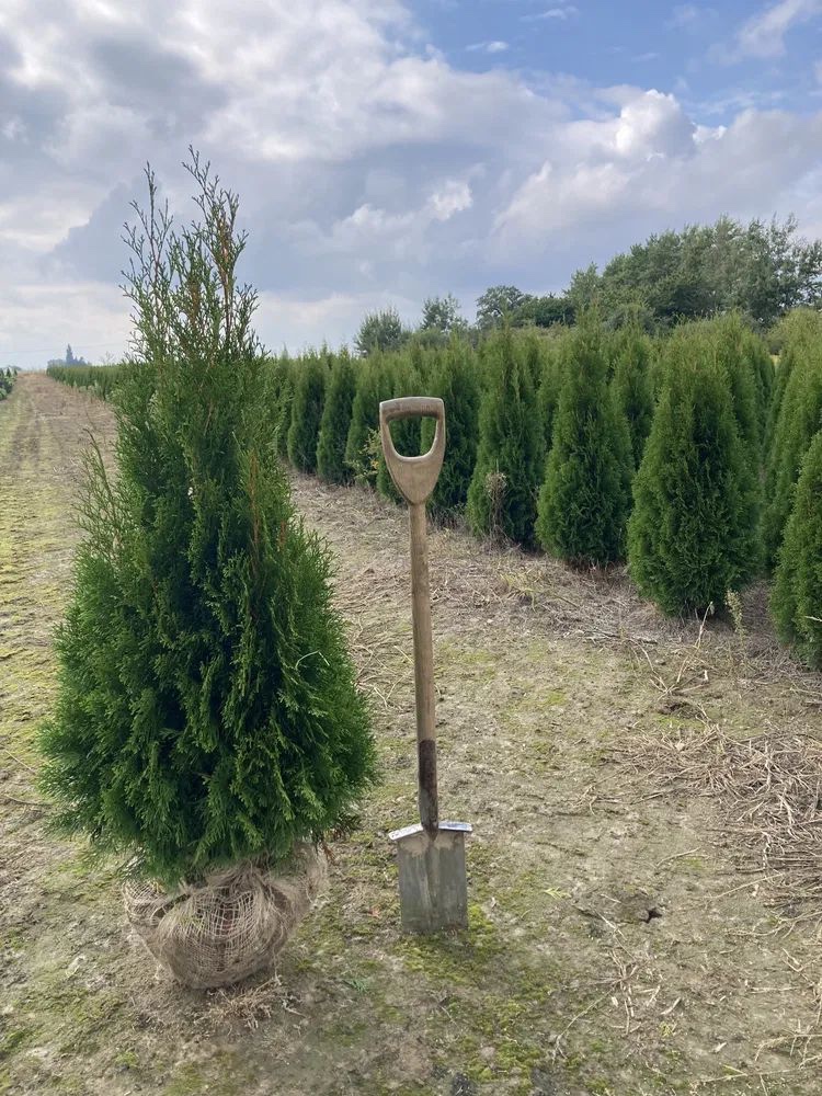 Tuje Smaragd - Čadca - 9