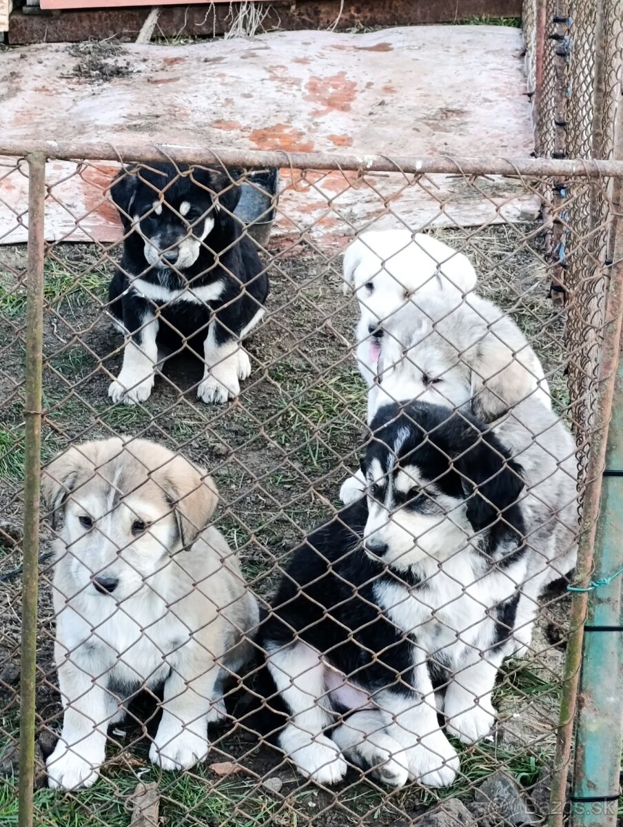 Predám Šteniatka - 9