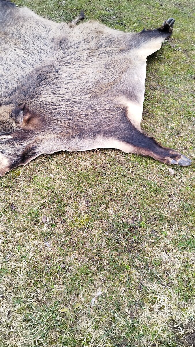 Predám vypracovanu kožu zlatého diviaka parožie zhody trofej - 9