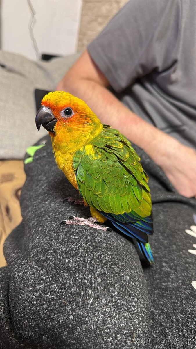 Alexander malý , aratinga slnečná KROTKY - 9