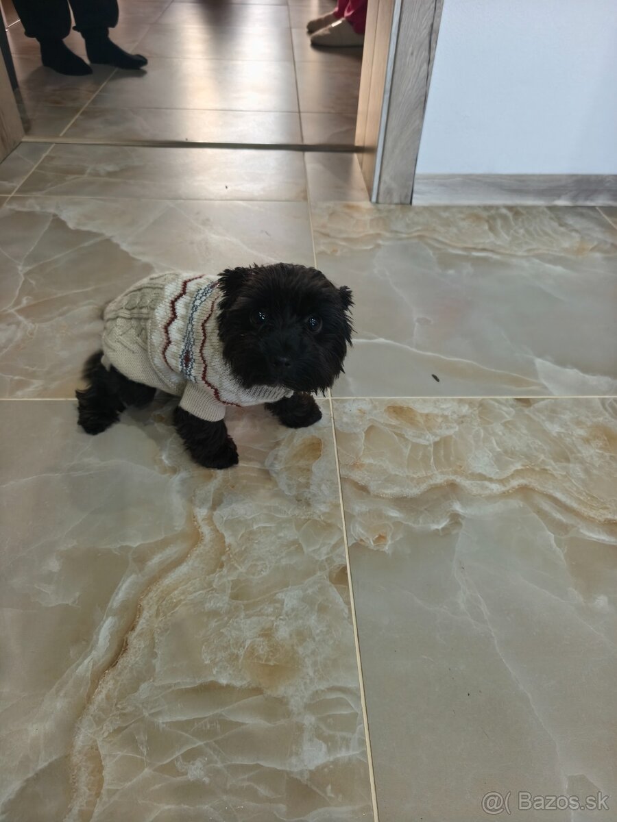 Black Yorkshire terrier - 9