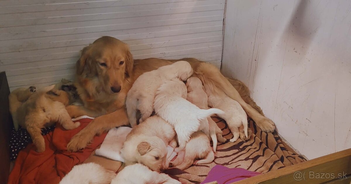 Zlaty retriever - 9