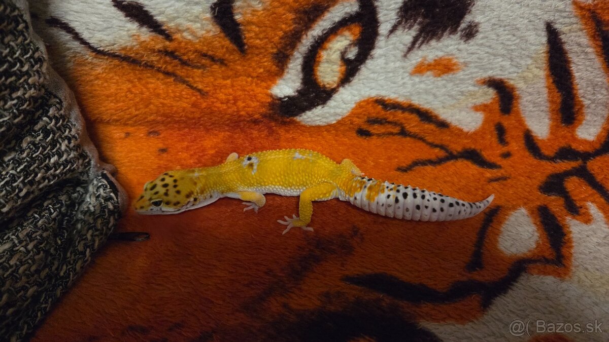 Gekončík nočný - 9