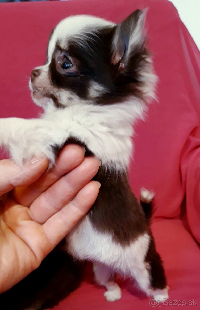 Čivava dlhosrstá - 1psík + 1fenka - 9