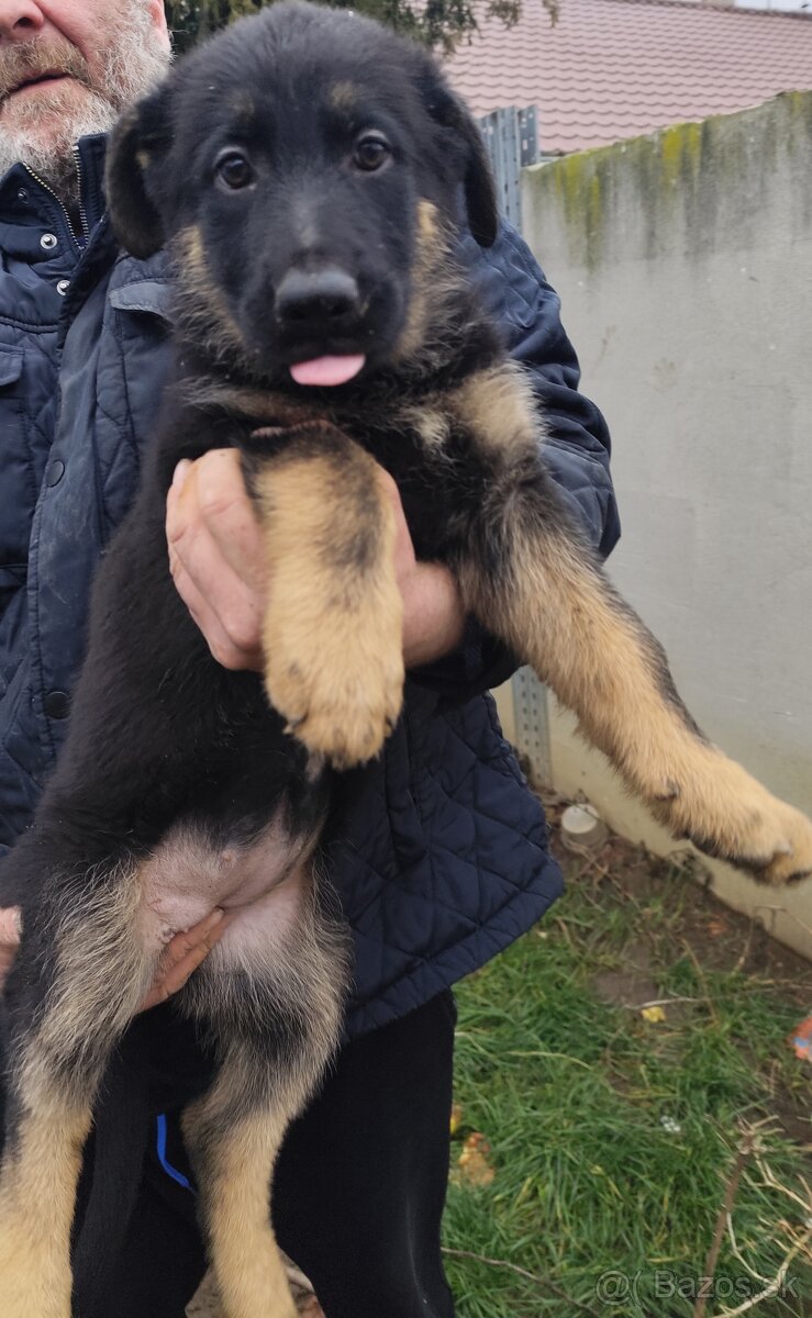 Nemecký ovčiak - 9