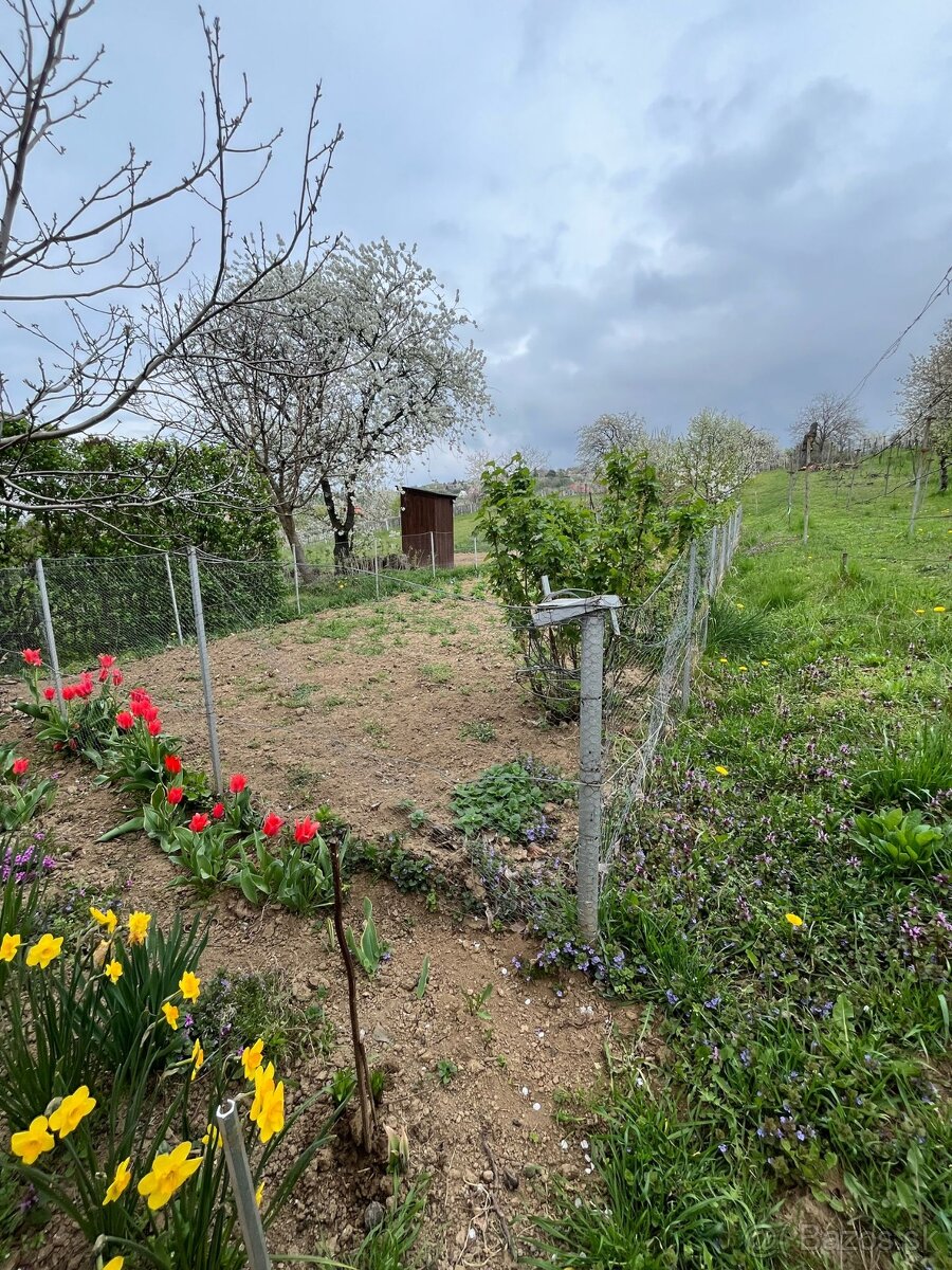 ZĽAVNENÉ • Na predaj vinohrad. domček s pivnicou a pozemkom - 9