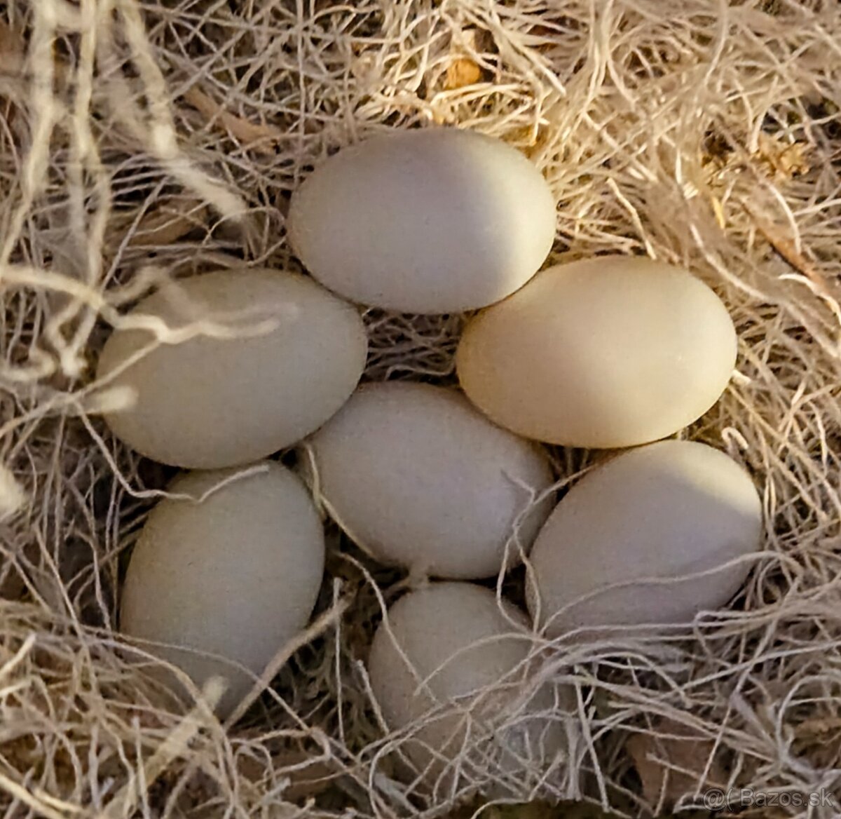 Zebricky maldý chovný pár - 9