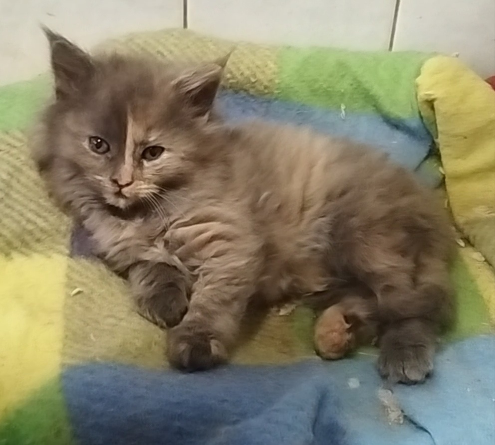 Mainska mývalia mačka - 9