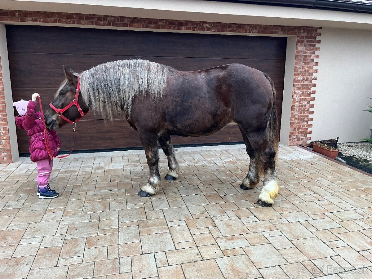 BRETÓNSKA KOBYLA - 9