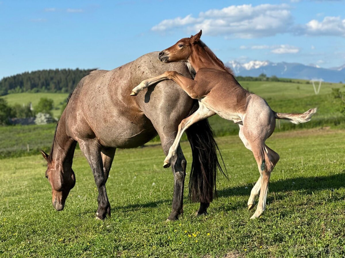 Kobyla Quarter horse - 9