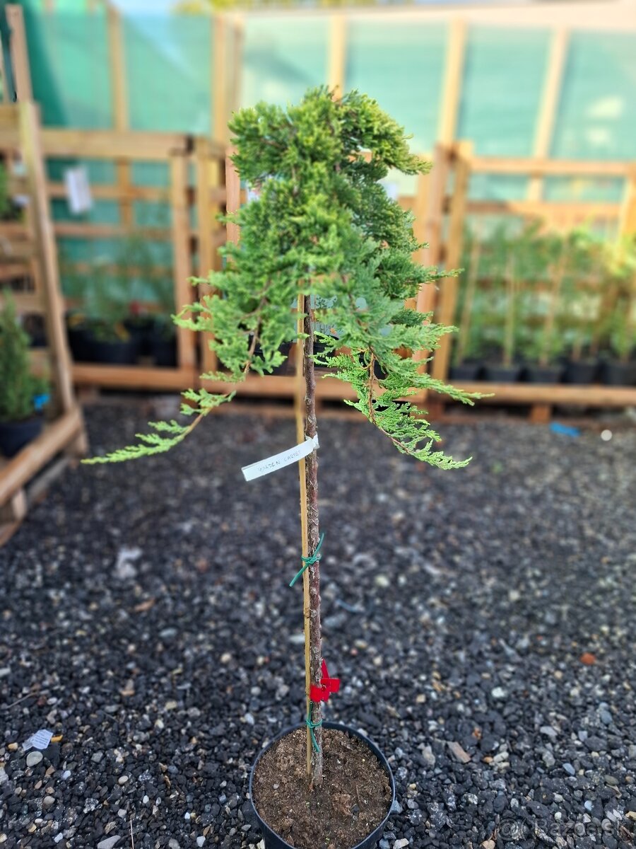 Stromy na kmienku - 9