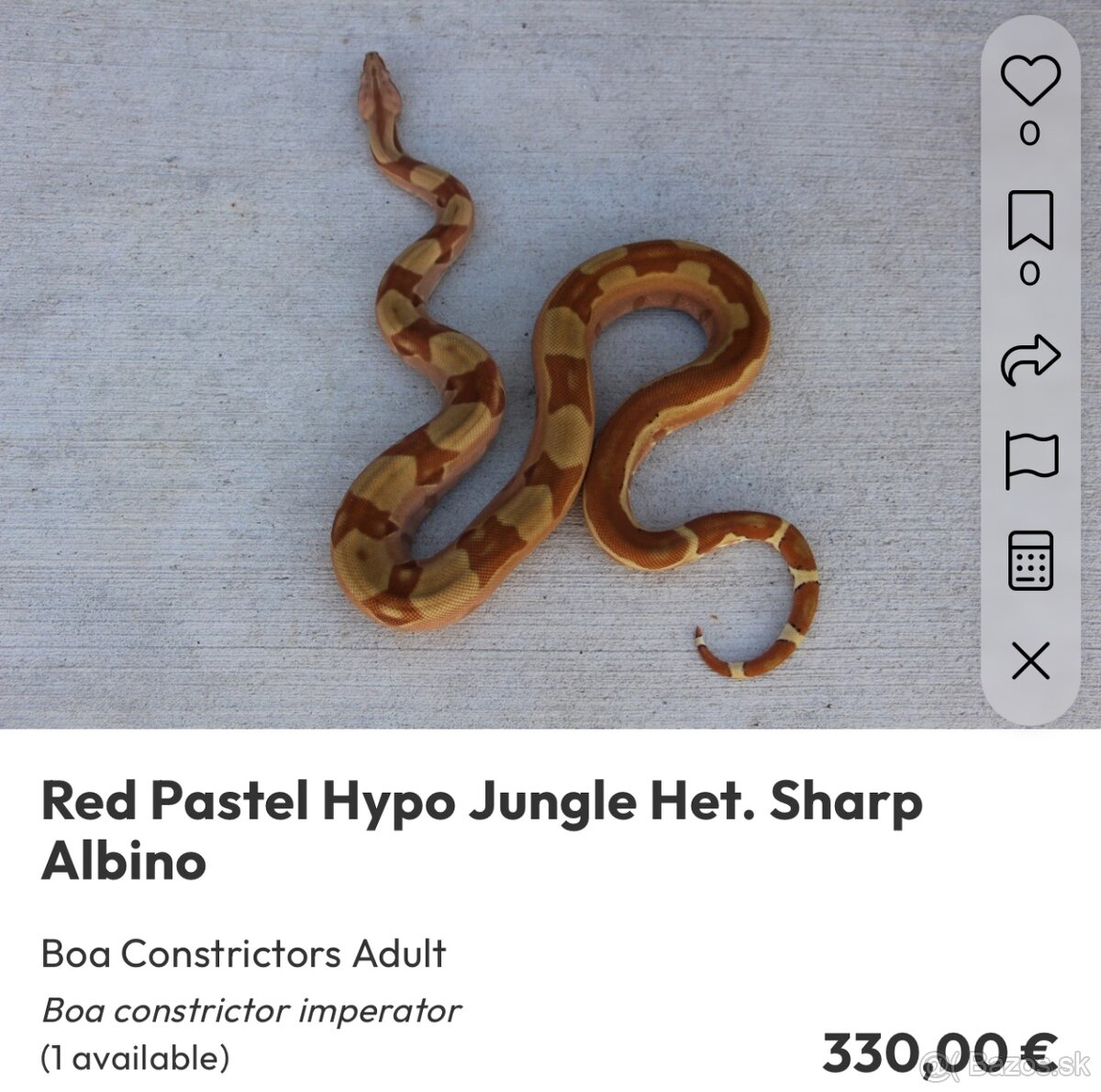 Veľhad kráľovský/ Boa constrictor - 9