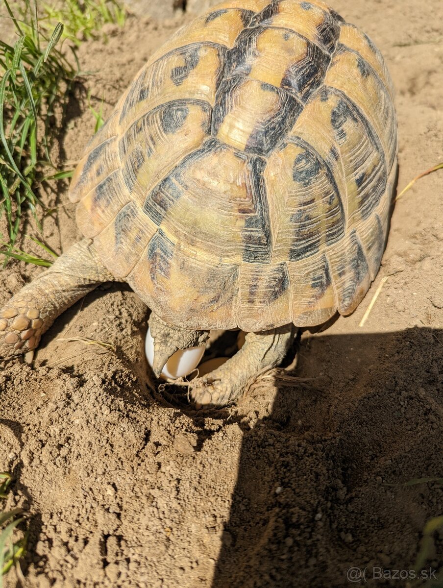 Suchozemska korytnačka zelenkasta - 9