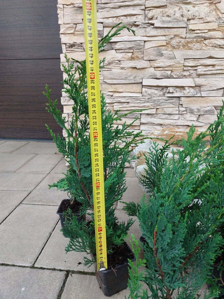 Cyprusovec leylandský (Cupressocyparis leylandii) - 9