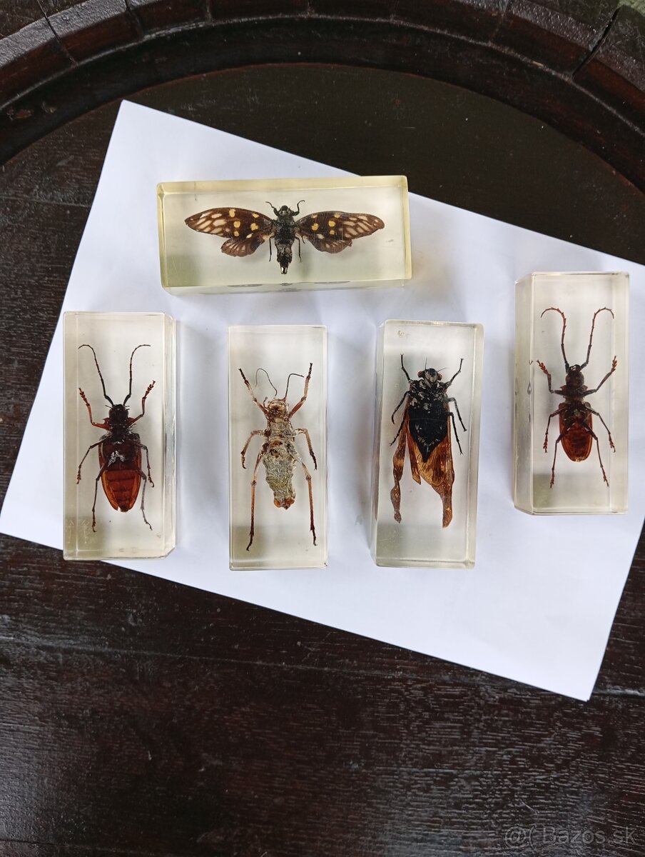 Super Vau zbierka Hmyzu - 9