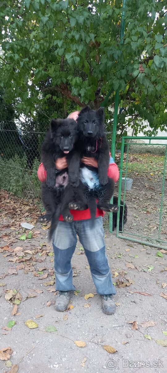Nemecký ovčiak šteniatka - 9