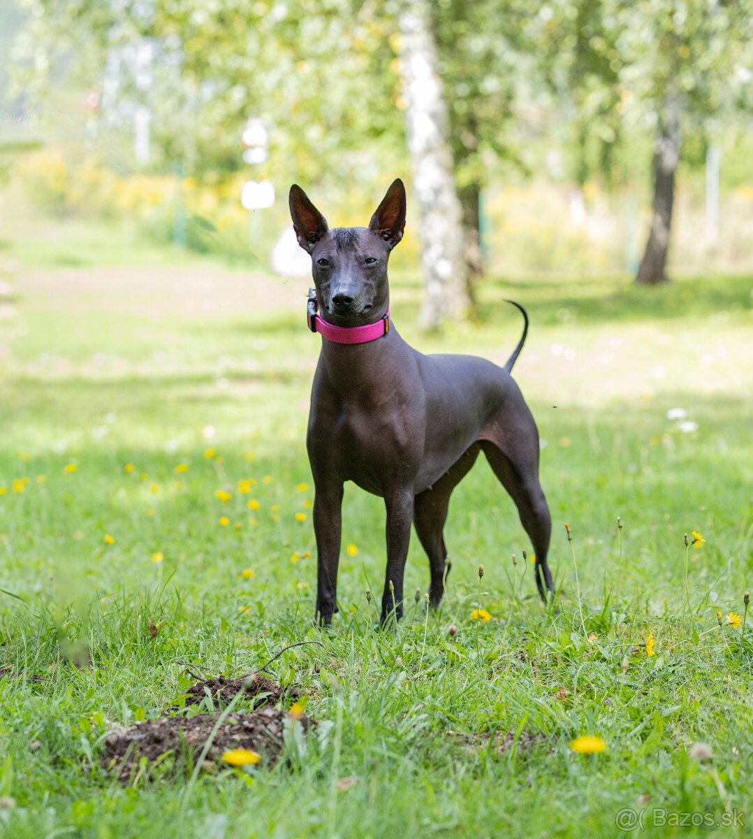 Peruánsky a Mexický naháč - 9