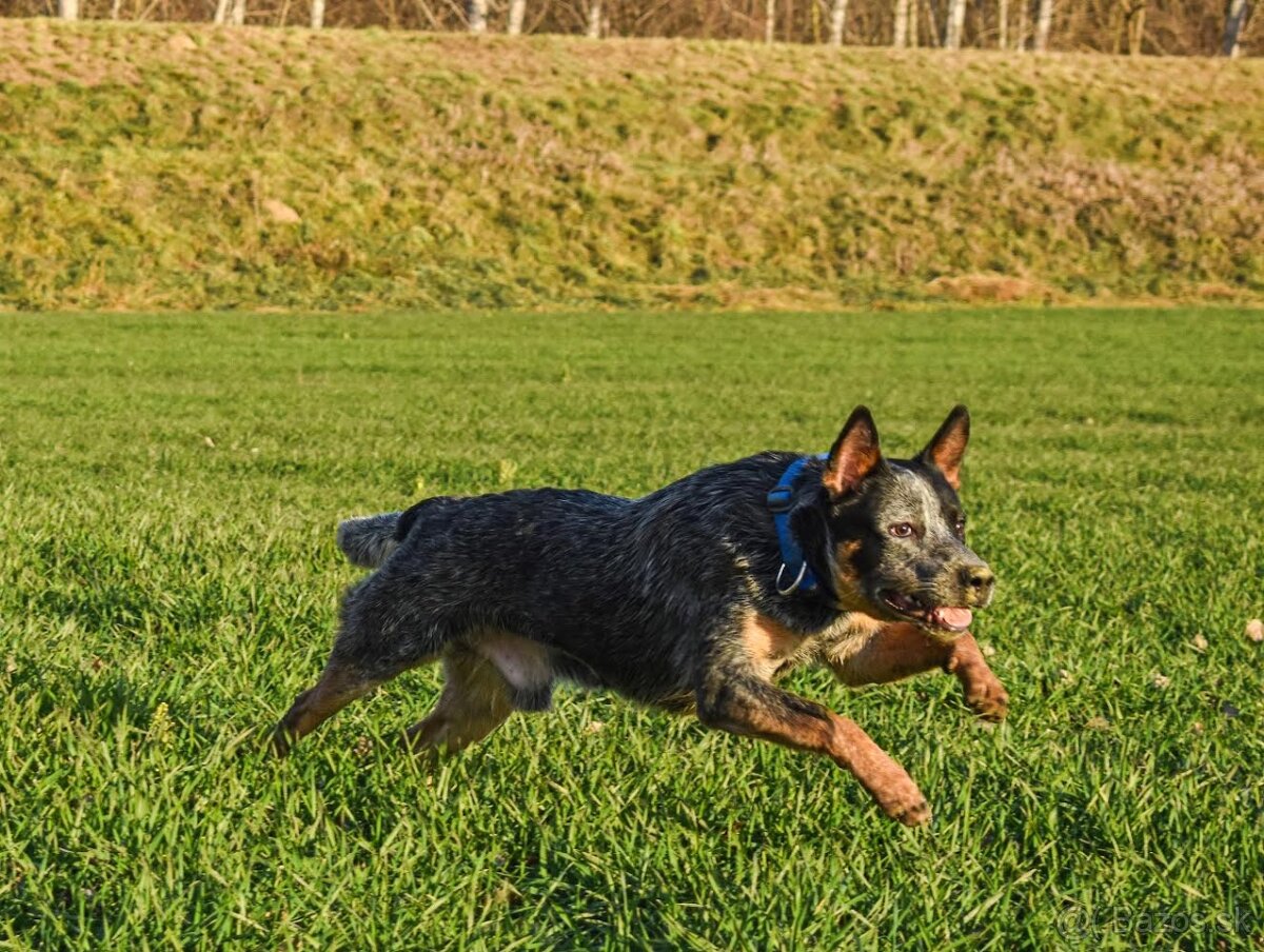 Darujem za veterinárny poplatok - 9