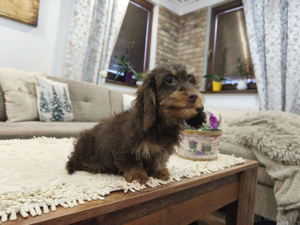 jazvečík trpasličí králičí - 9