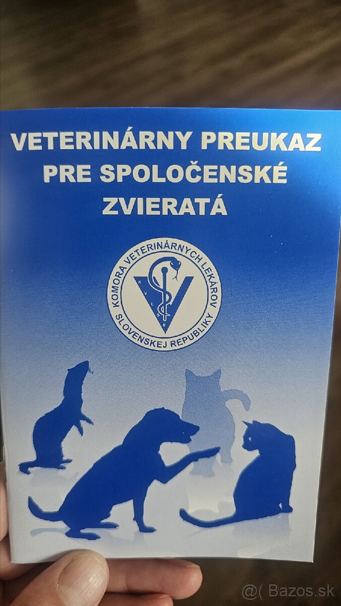 Darujem 4,5mes. kocúrika,zaočkovaný,zdravý - 9