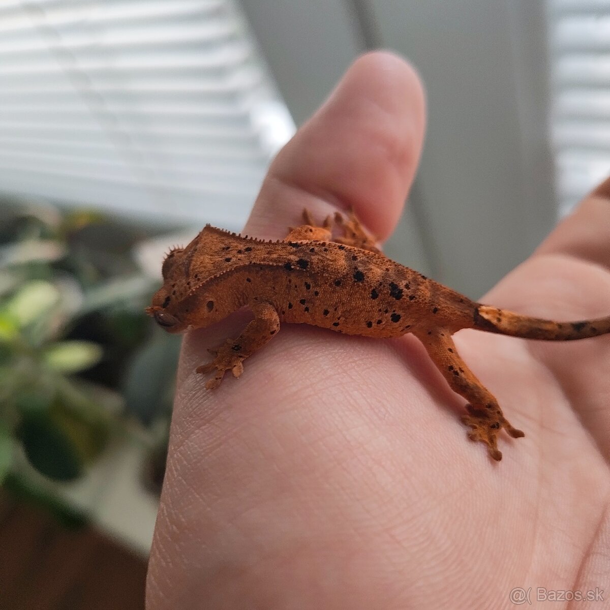 Pagekon riasnatý/Correlophus ciliatus - 9