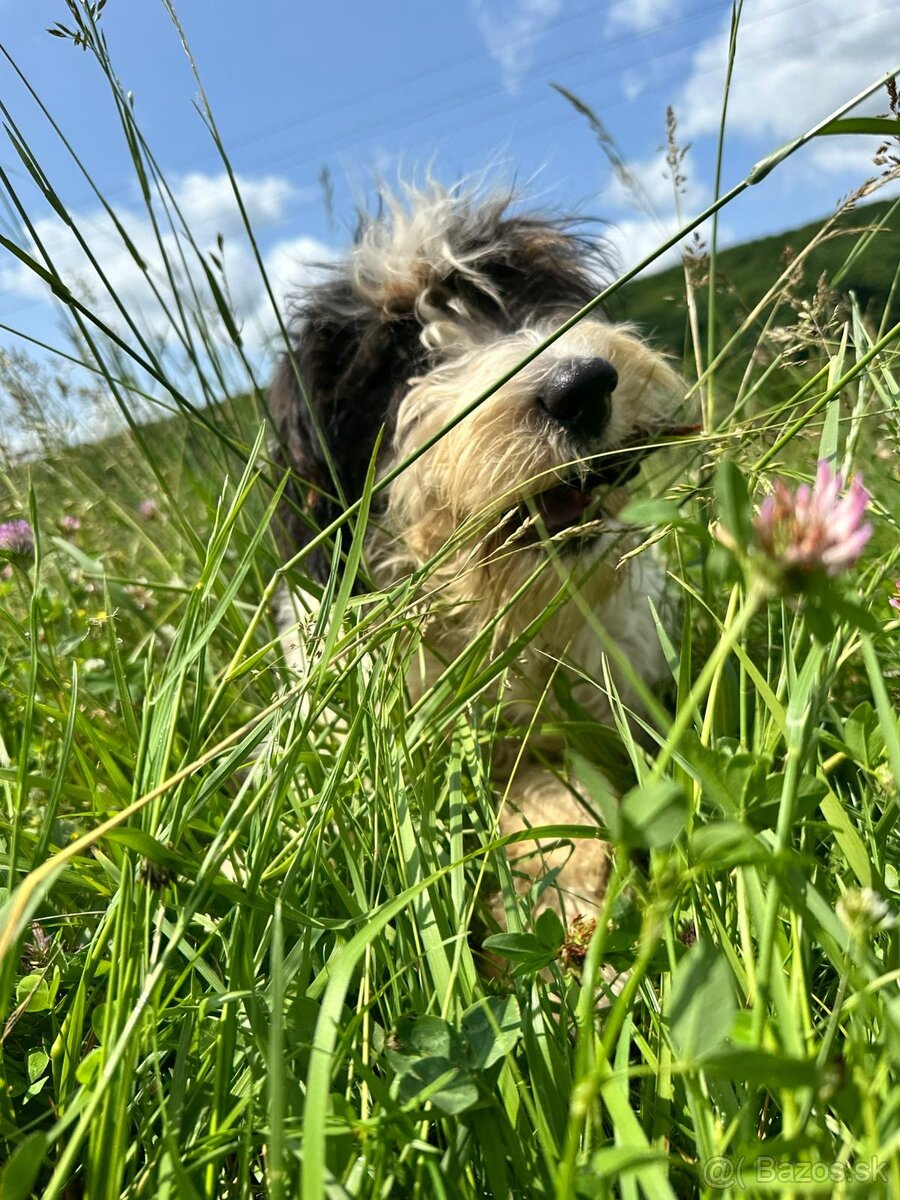 Pejsek BORDOODLE S PP - 9