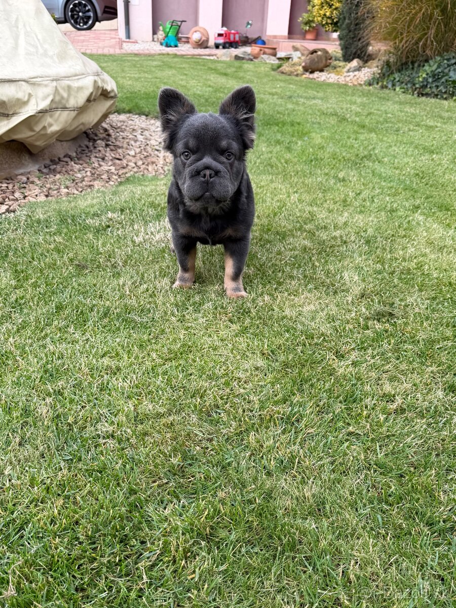 Francuzsky buldoček isabella and tan merle a big rope fenka - 9