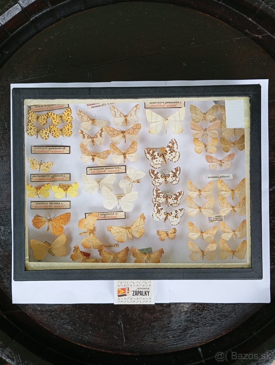 Krásna zbierka Motýľov 2 - 9