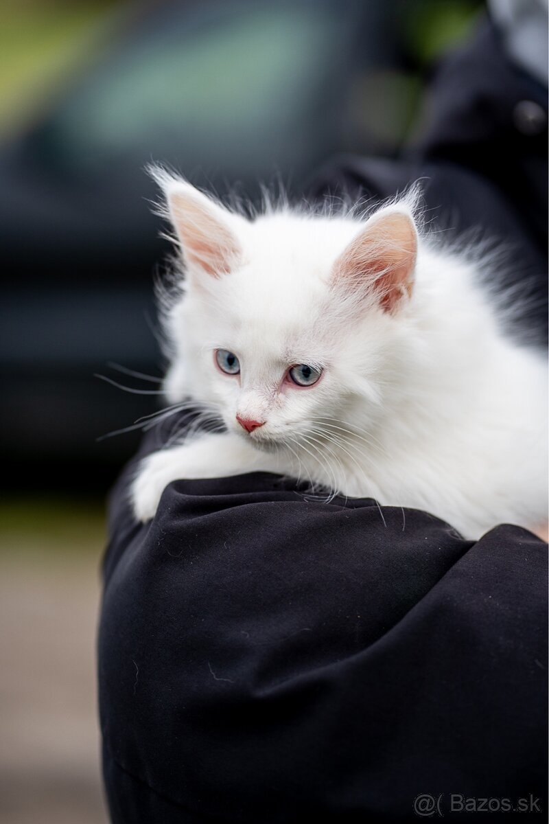 Mačiatka maine coon - 9