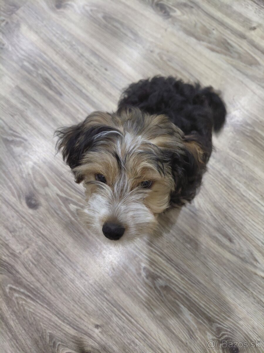 Yorkshirsky teriér - 9