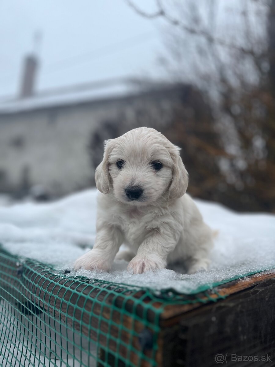 Darujem šteniatka - 9