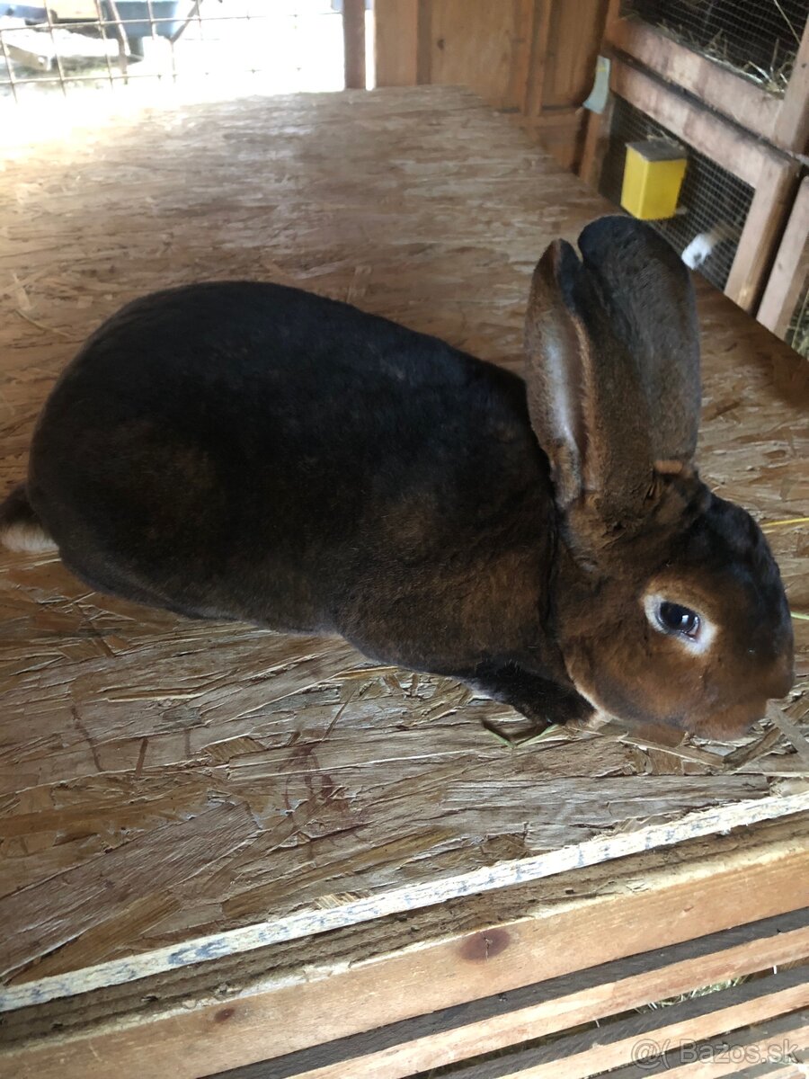 Dalmatinsky trojfarebný Rex,Kastorex,Burgundsky - 9