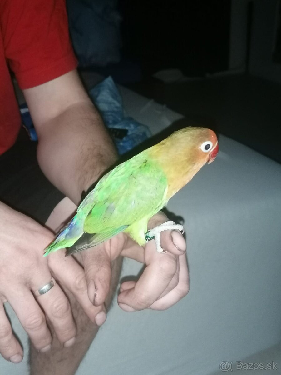 agapornis fischeri - 9