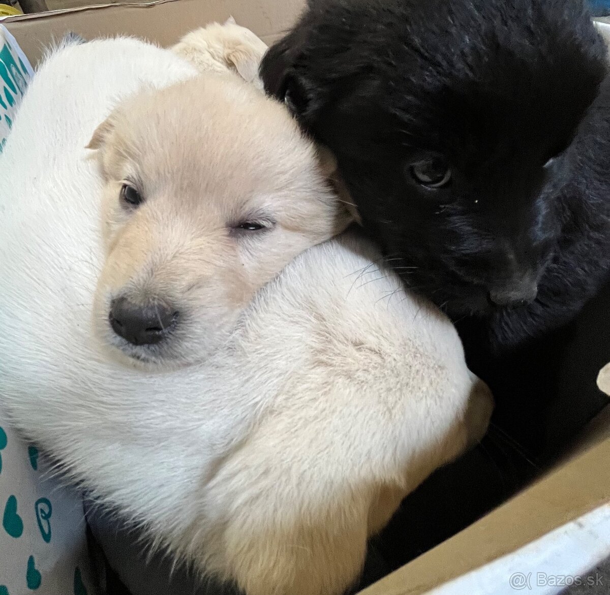 Darujem šteniatka - 9