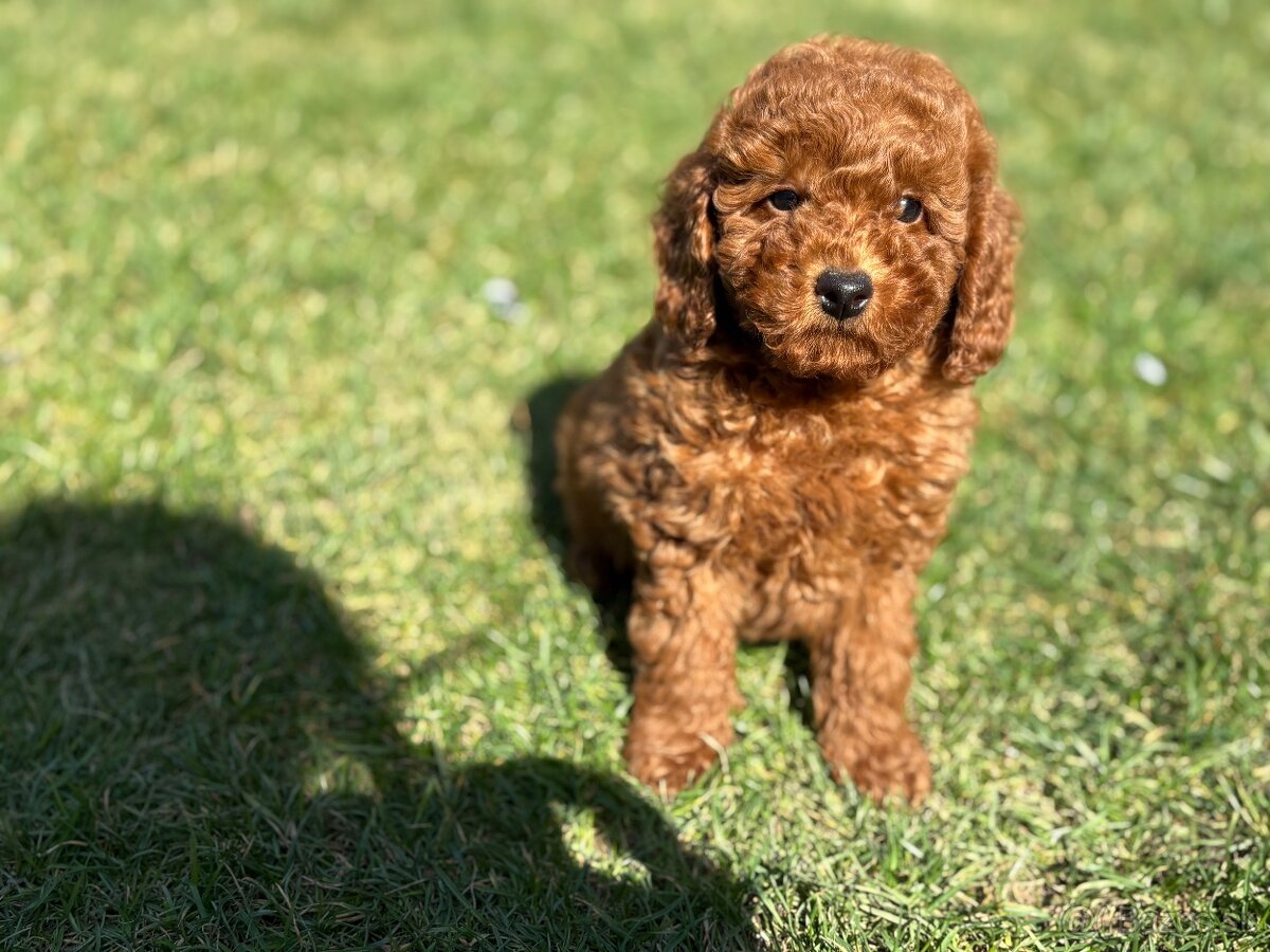 Pudel, pudlik toy / trpaslik - 9