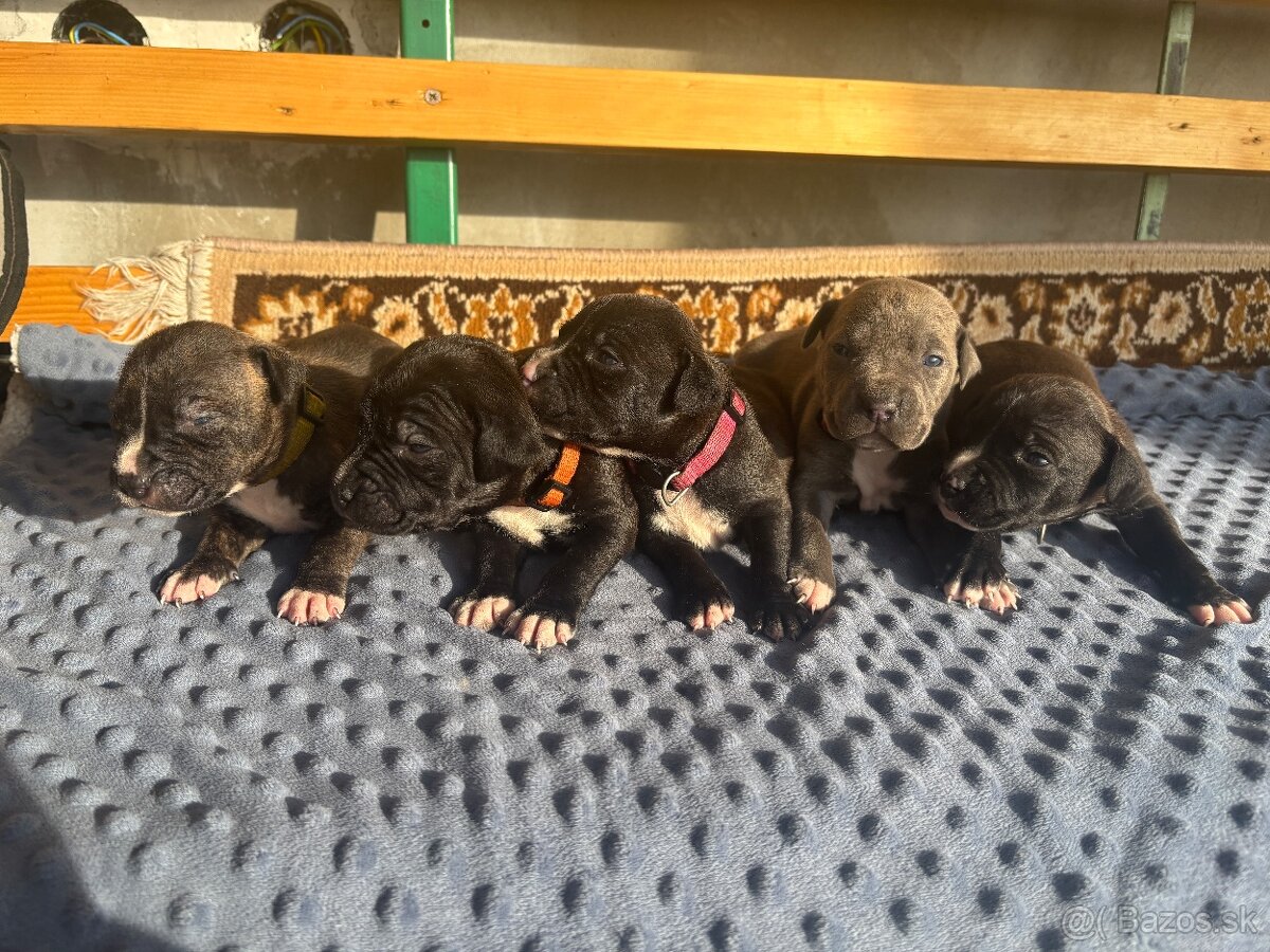 Americký stafordsirsky terier, Stafford, amstaf - 9