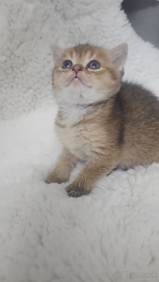 Britská cincila - 9