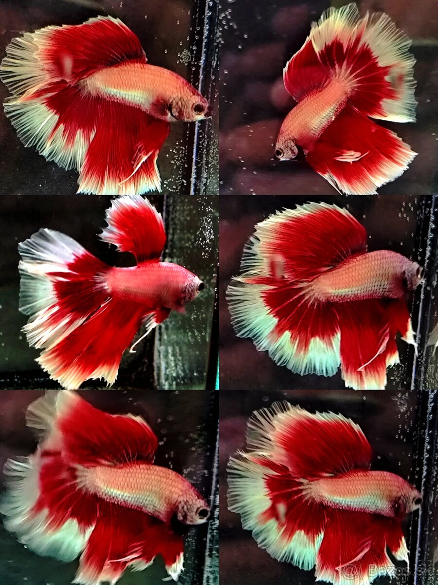 Betta Splendens - Bojovnica Pestrá. - 9