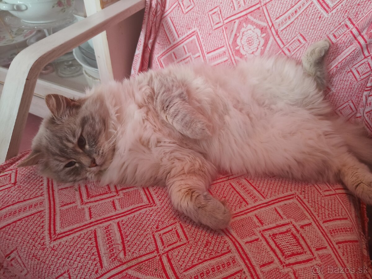 Kocúr ragdoll na krytie - 9