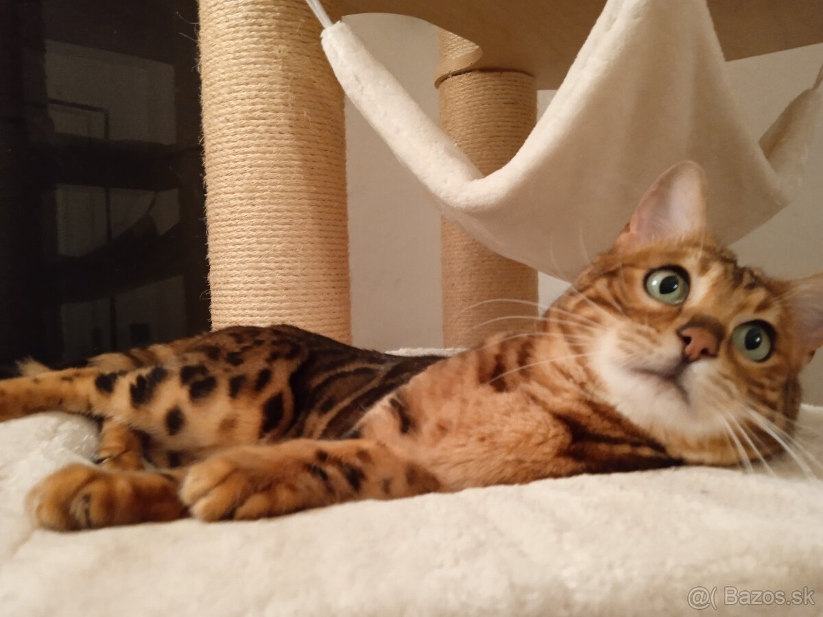 Bengalska mačka - 9