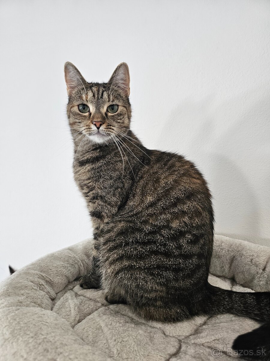 Nežná mačička LENKA hľadá domov - 9
