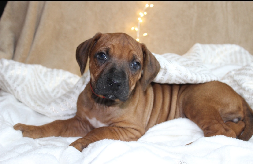 Rodézsky Ridgeback - 9