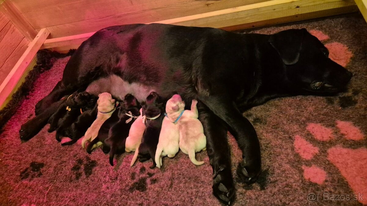 Labrador retriever - šteniatka - 9