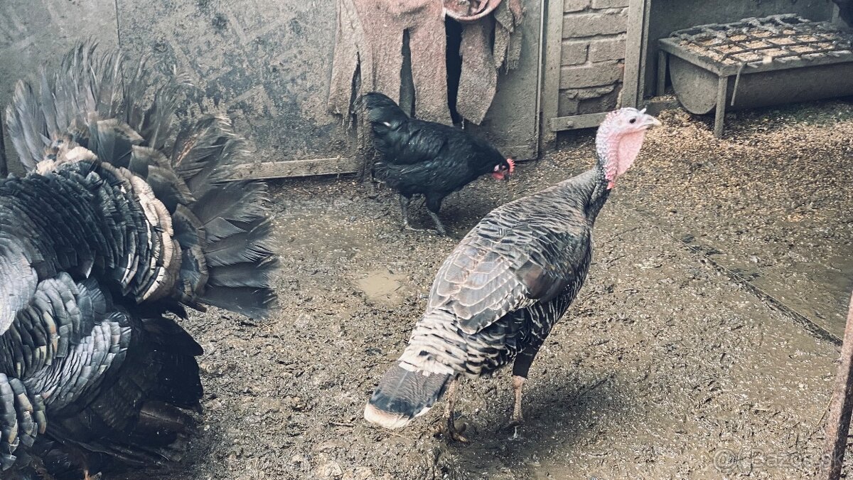 Predám kohútov vyliahnutých 29.1. 2025 - 9