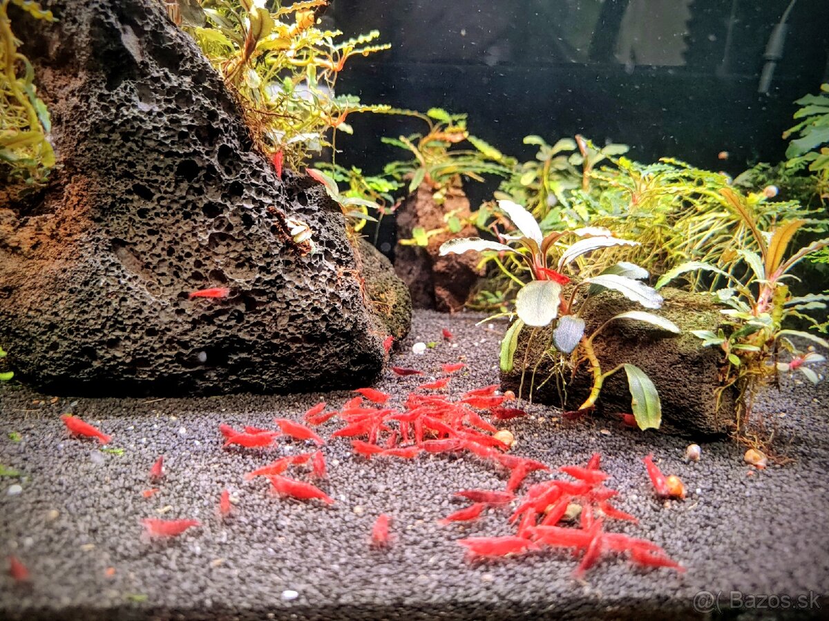 Predám krevetky Neocaridina Bloody Mary - 9