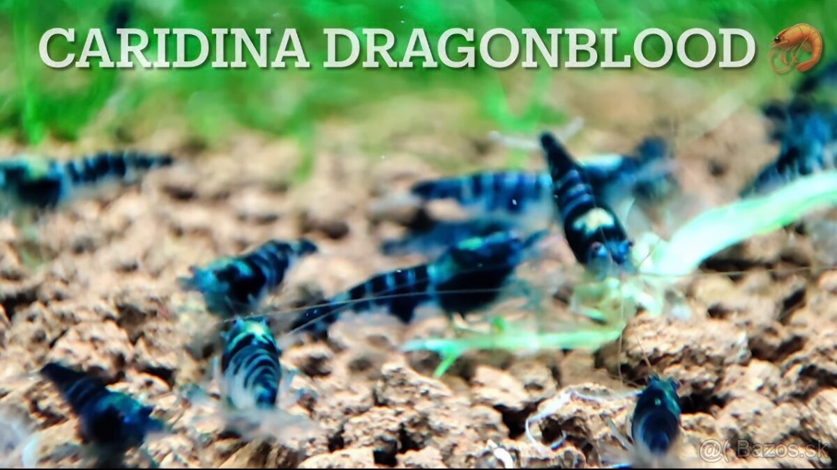 PREMIUM AKVA KREVETKY🦐Caridina a Neocaridina- Odber Zilina - 9
