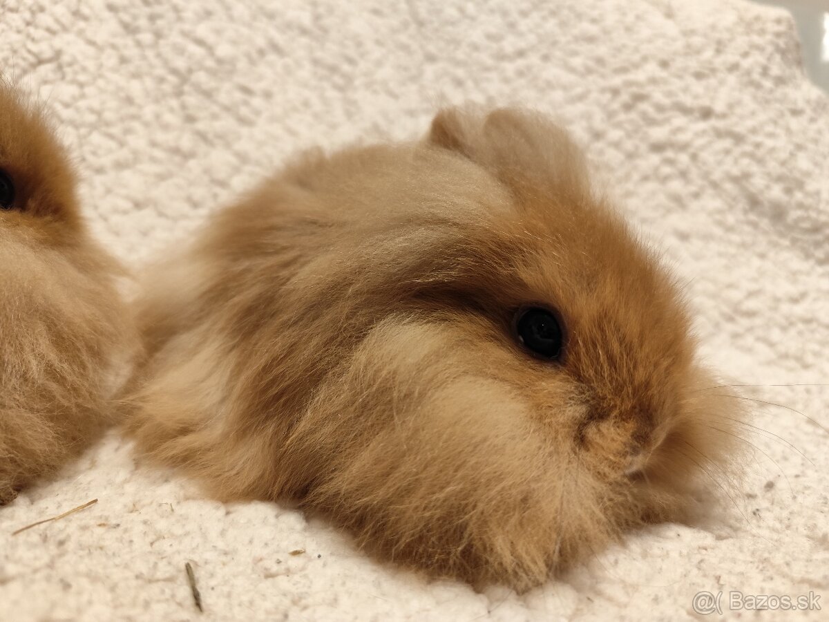 Teddy Hegyeshalom - 9