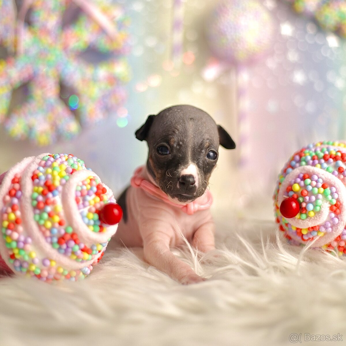 Americký bezsrstý teriér s PP FCI - 9