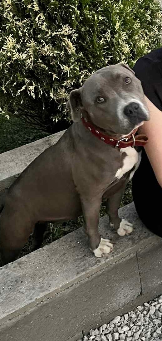 Kríženec Staford - Labrador - 9