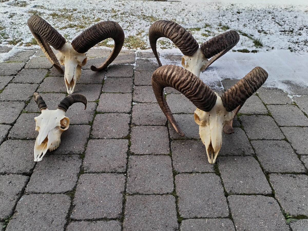 Trofeje muflonov - 9